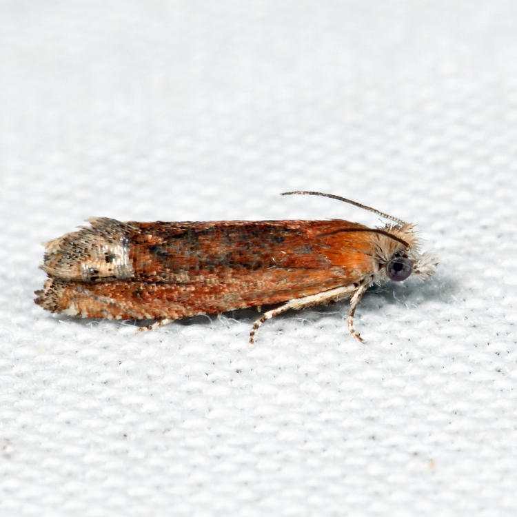 2928 - Reddish Phaneta - Phaneta raracana