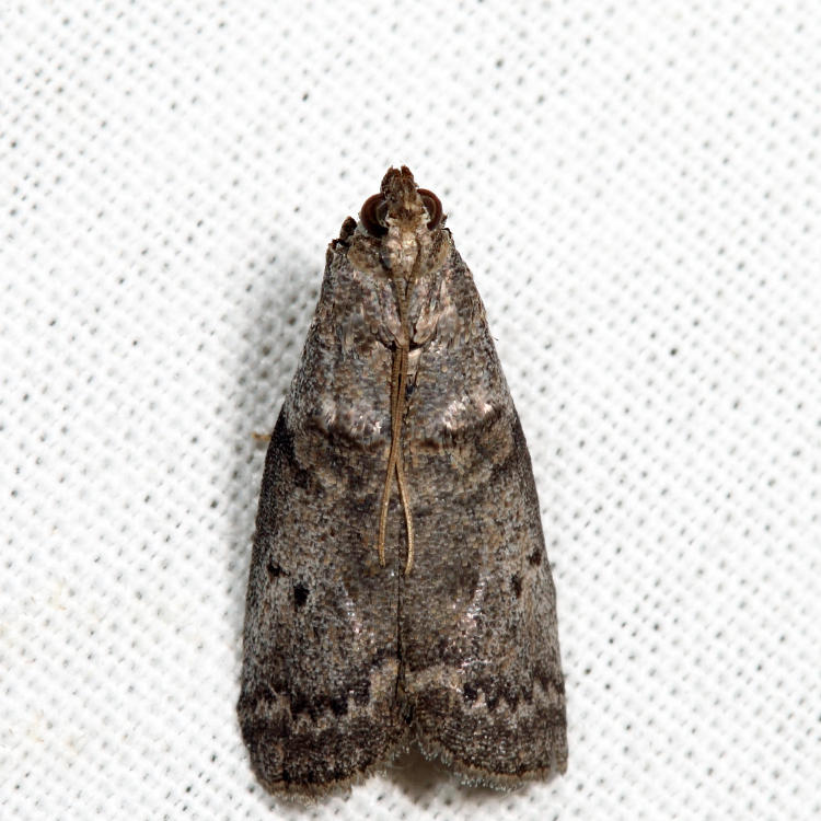 5688 - Birch Tubemaker - Acrobasis betulella