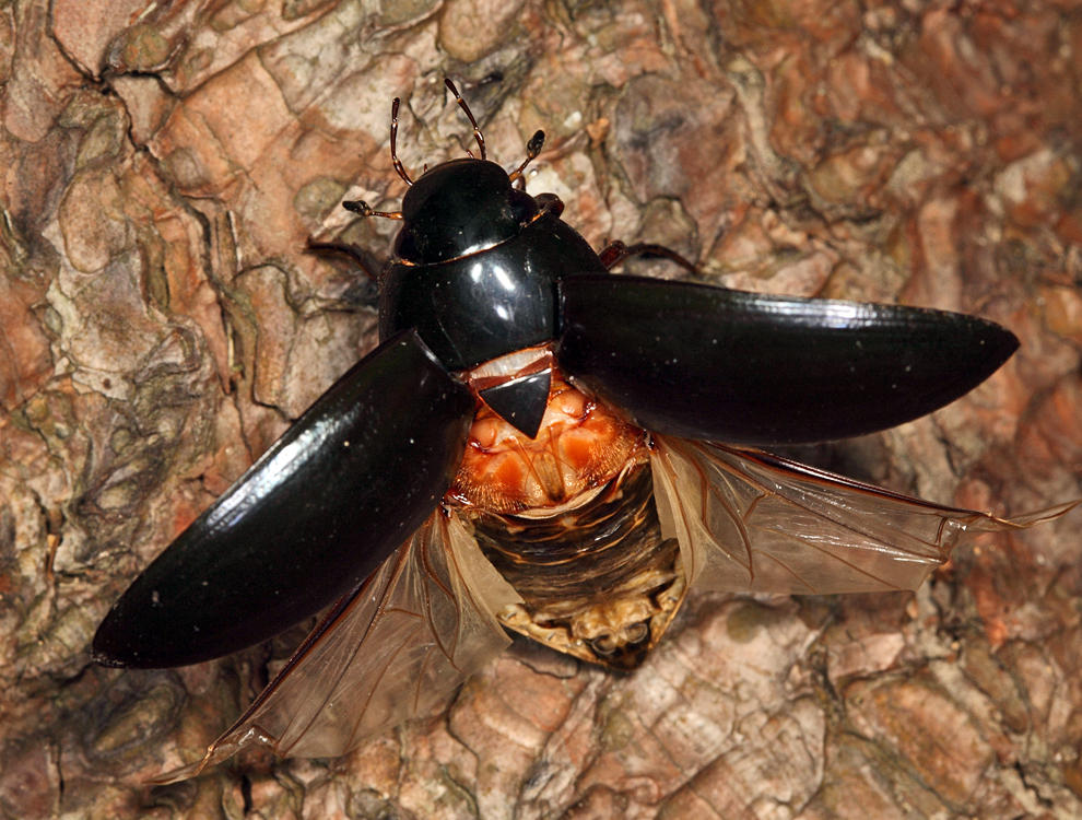 Giant Water Scavenger Beetle - Hydrophilus ovatus