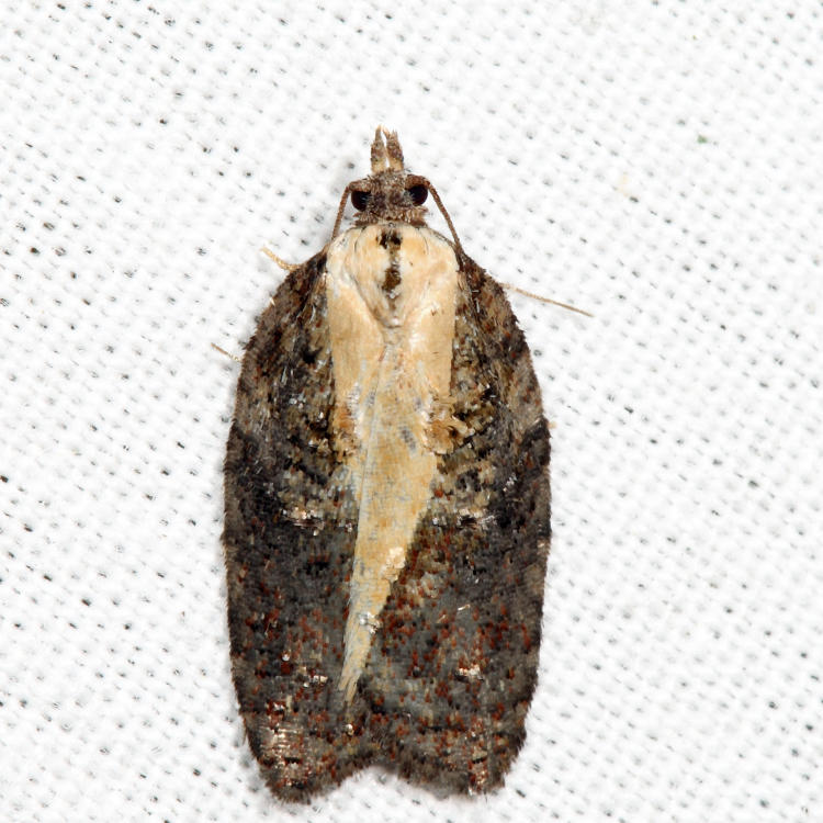 3542 - Multiform Leafroller - Acleris flavivittana