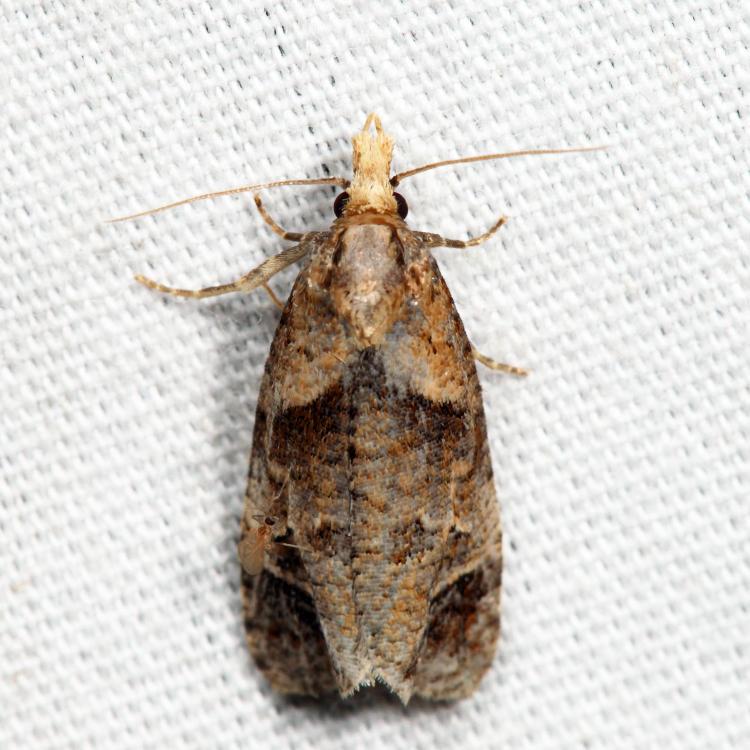 3822  Phtheochroa riscana