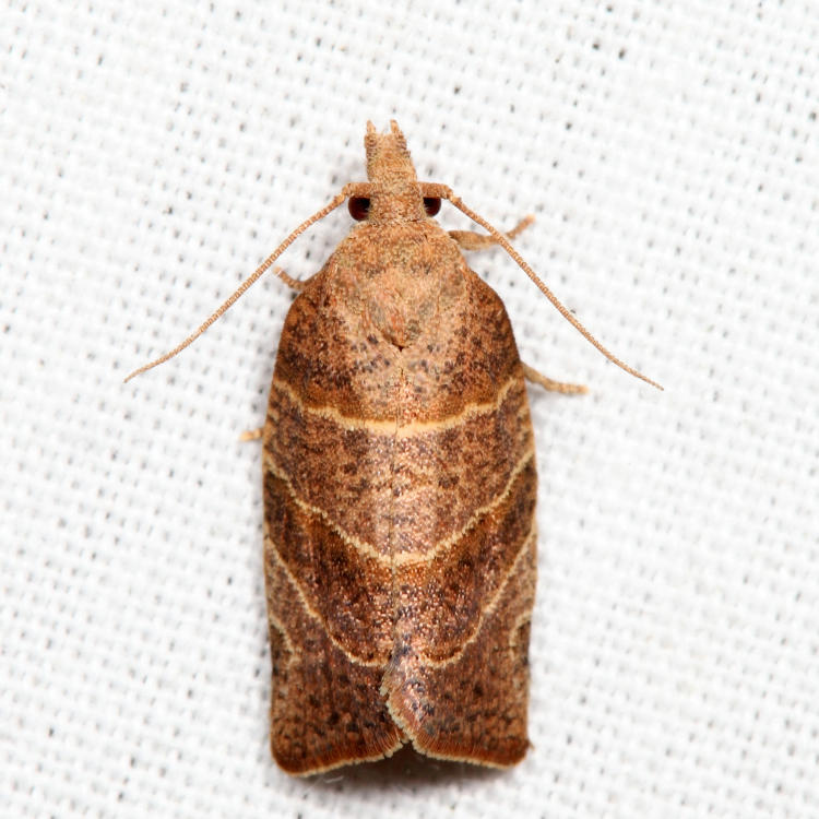 3594 - Three-lined Leafroller - Pandemis limitata