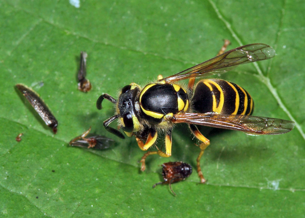 Eastern Yellowjacket eating a click beetle - Vespula maculifrons