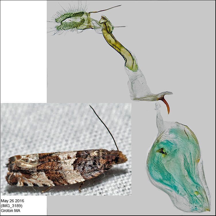 3223 - Gypsonoma fasciolana
