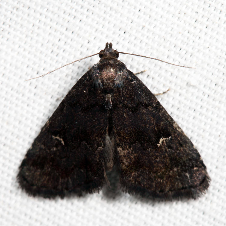 8428 - Dyspyralis nigellus