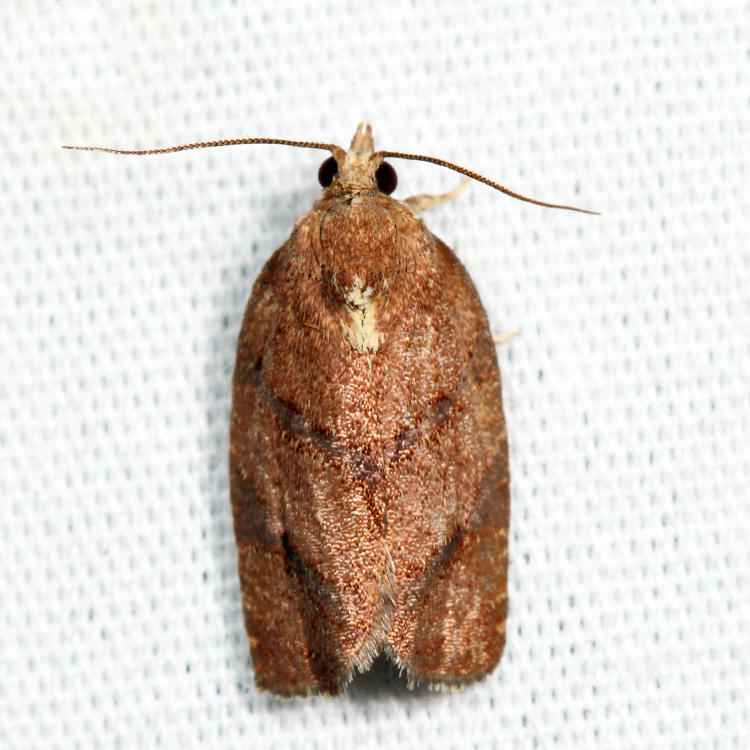 3622 - Hickory Leafroller - Argyrotaenia juglandana
