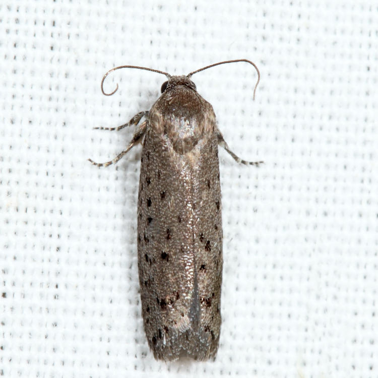2353 - Mimosa Webworm Moth - Homadaula anisocentra