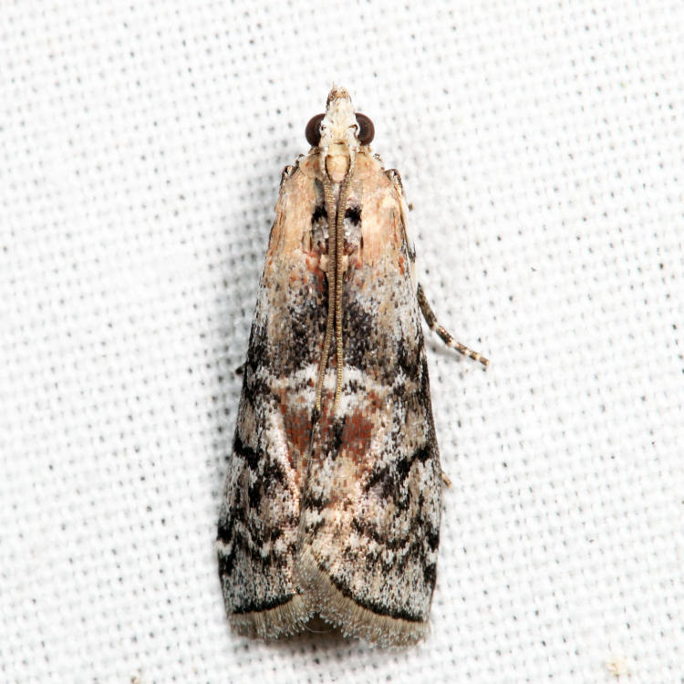 5745  Glyptocera consobrinella