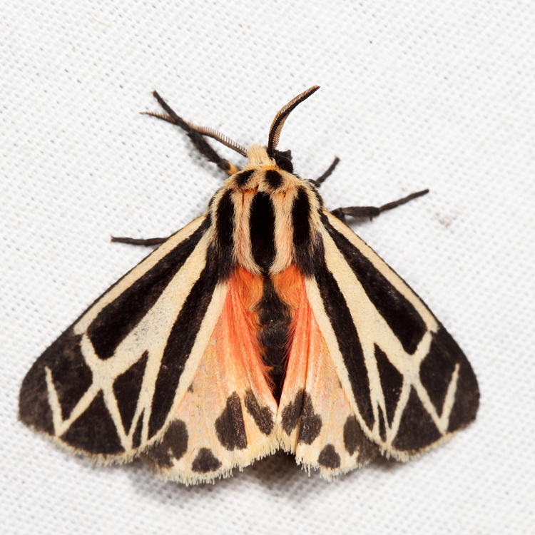 8169  Harnessed Tiger Moth  Apantesis phalerata
