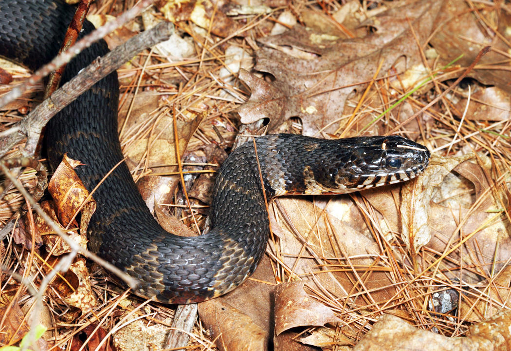 Northern Water Snake - Nerodia sipedon sipedon