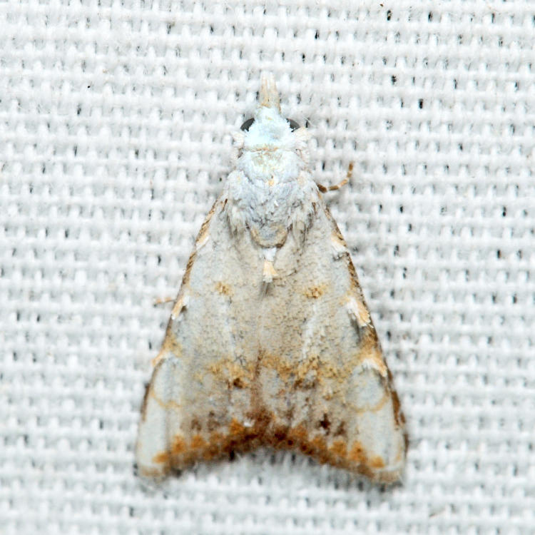 8991 - Sorghum Webworm Moth - Nola cereella