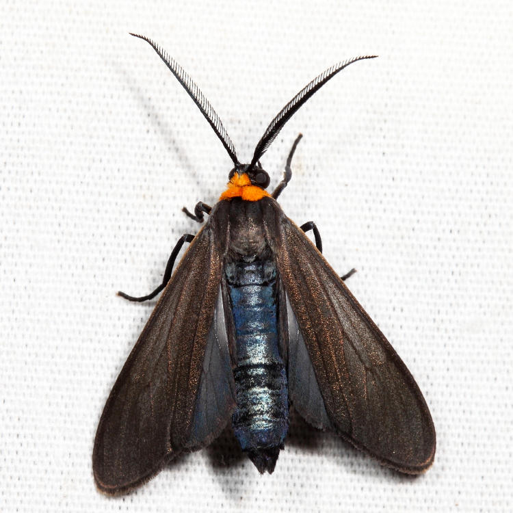 8267 - Yellow-collared Scape Moth - Cisseps fulvicollis