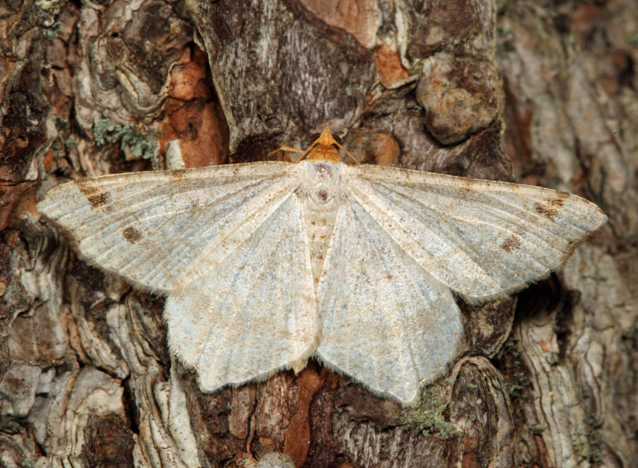 6342  Red-headed Inchworm Moth  Macaria bisignata