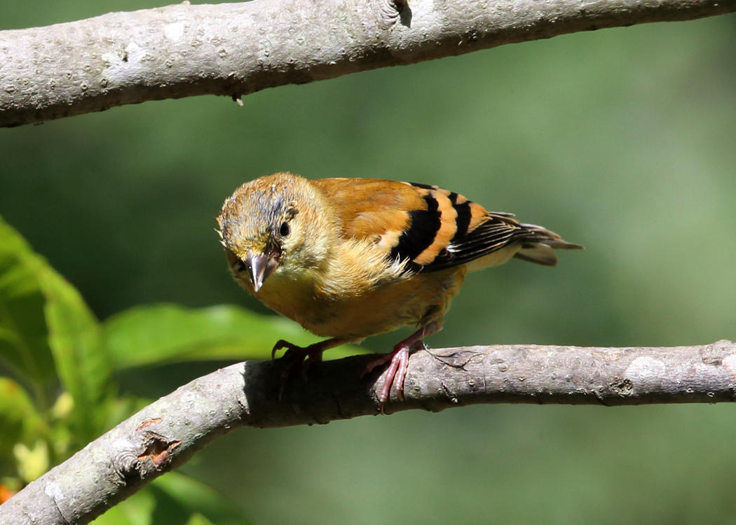 American Goldfinch - Spinus tristis