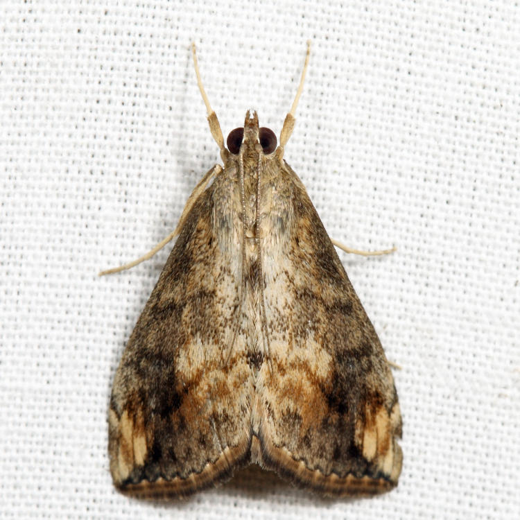 4898 - Cross-striped Cabbageworm - Evergestis rimosalis