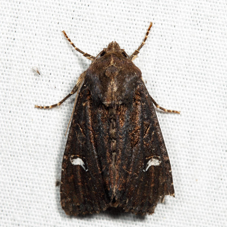 9453 - Reniform Celaena - Helotropha reniformis