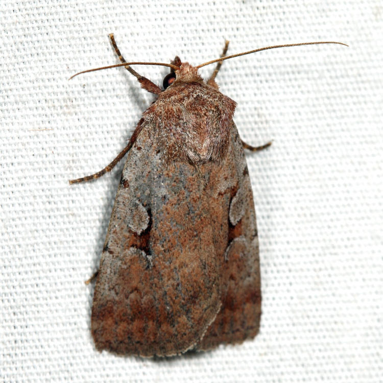 10967 - Southern Variable Dart - Xestia elimata