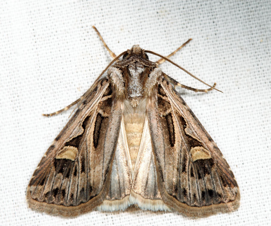 10670  Dingy Cutworm  Feltia jaculifera