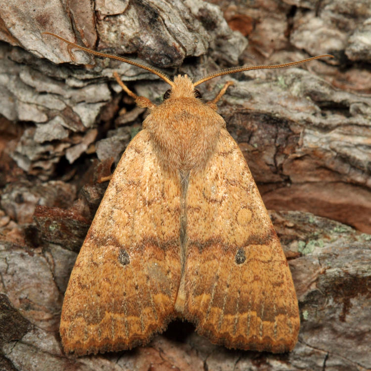 9957 - Bicolored Sallow - Sunira bicolorago