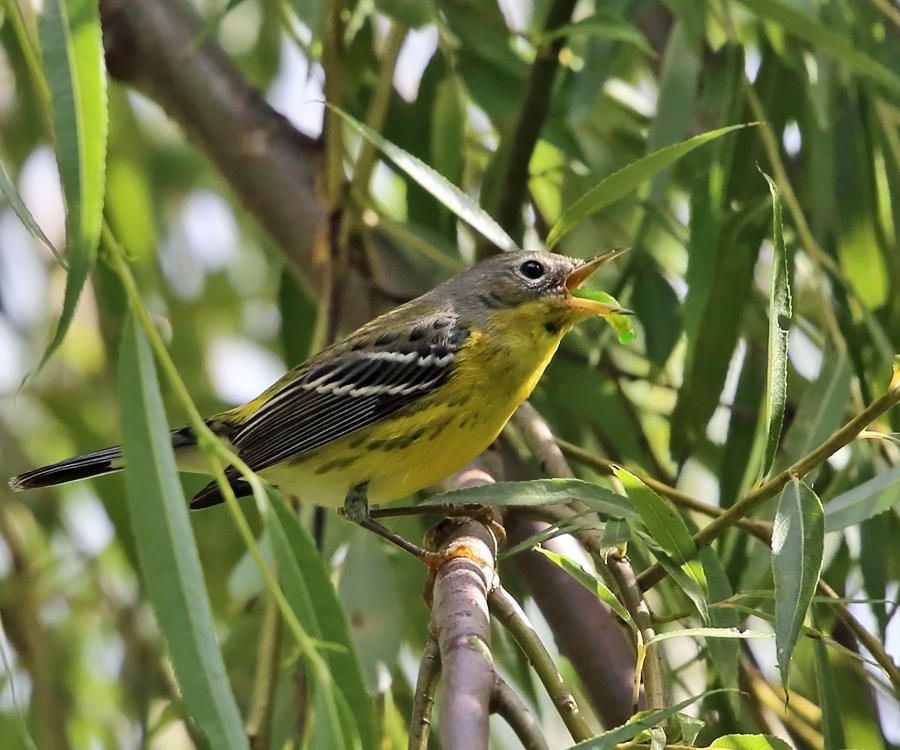 Magnolia Warbler - Setophaga magnolia