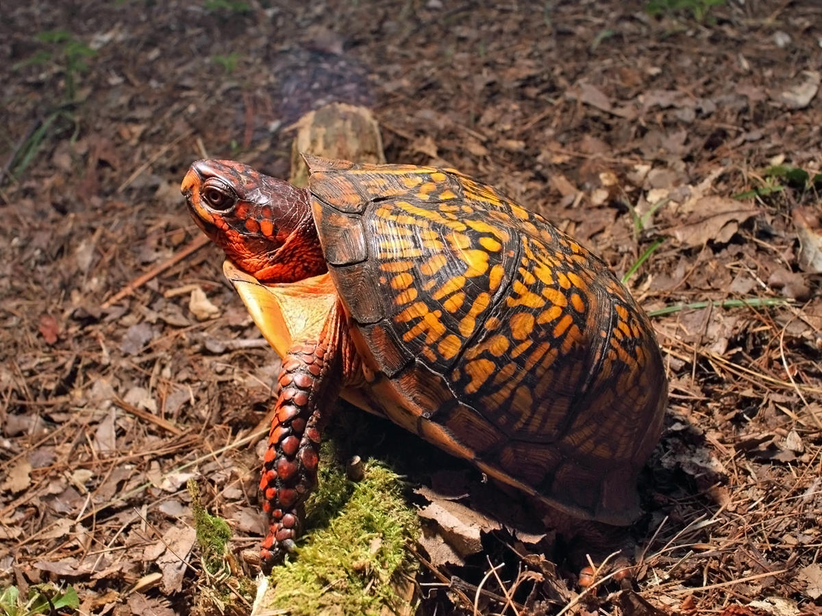 Eastern Box Turtle - Terrapene carolina