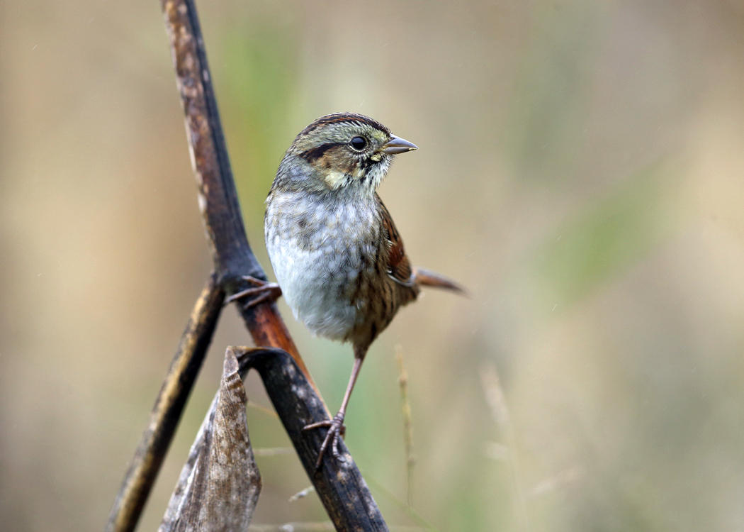 Swamp Sparrow - Melospiza georgiana