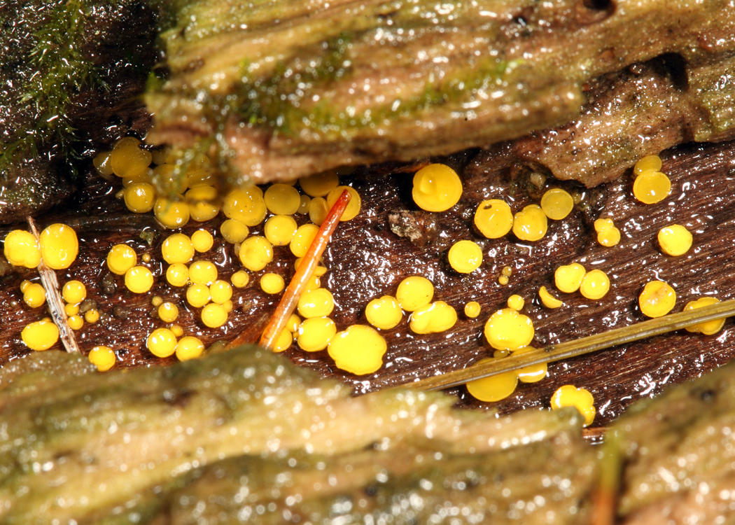 Yellow Fairy Cups - Calycina citrina 