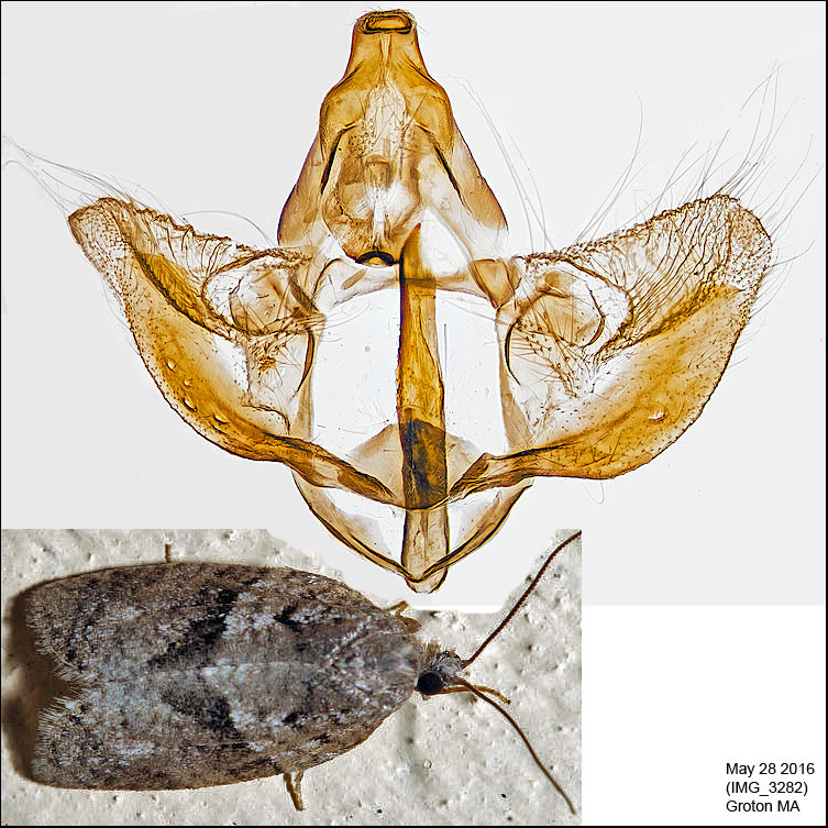 3672 - Gray Leafroller - Syndemis afflictana