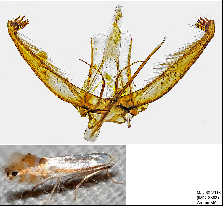 0785 - Phyllonorycter quercialbella IMG_3363.jpg