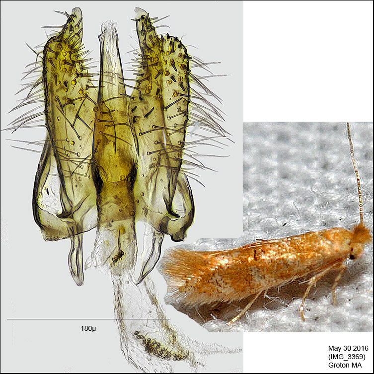 Bucculatrix sp. undertermined IMG_3369.jpg