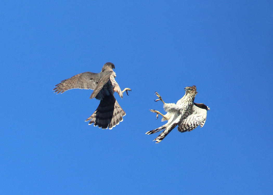 Coopers Hawk - Accipiter cooperii