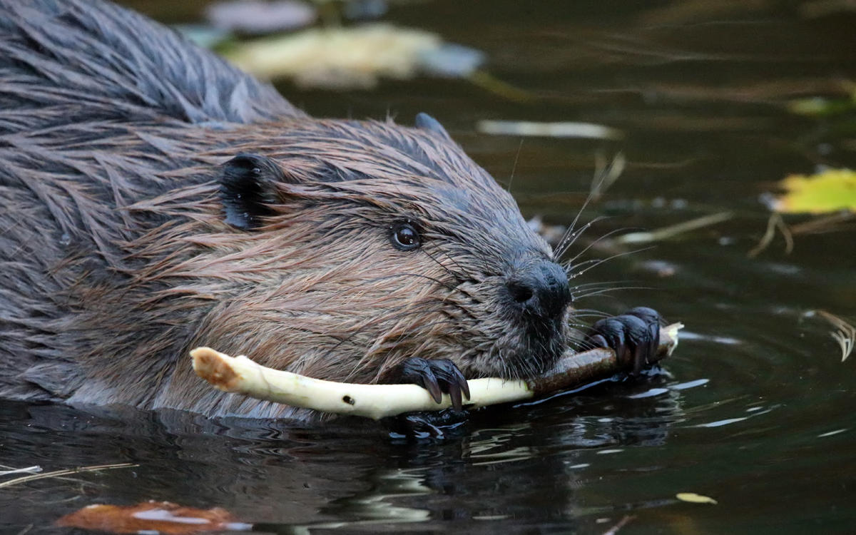 North American Beaver - Castor canadensis