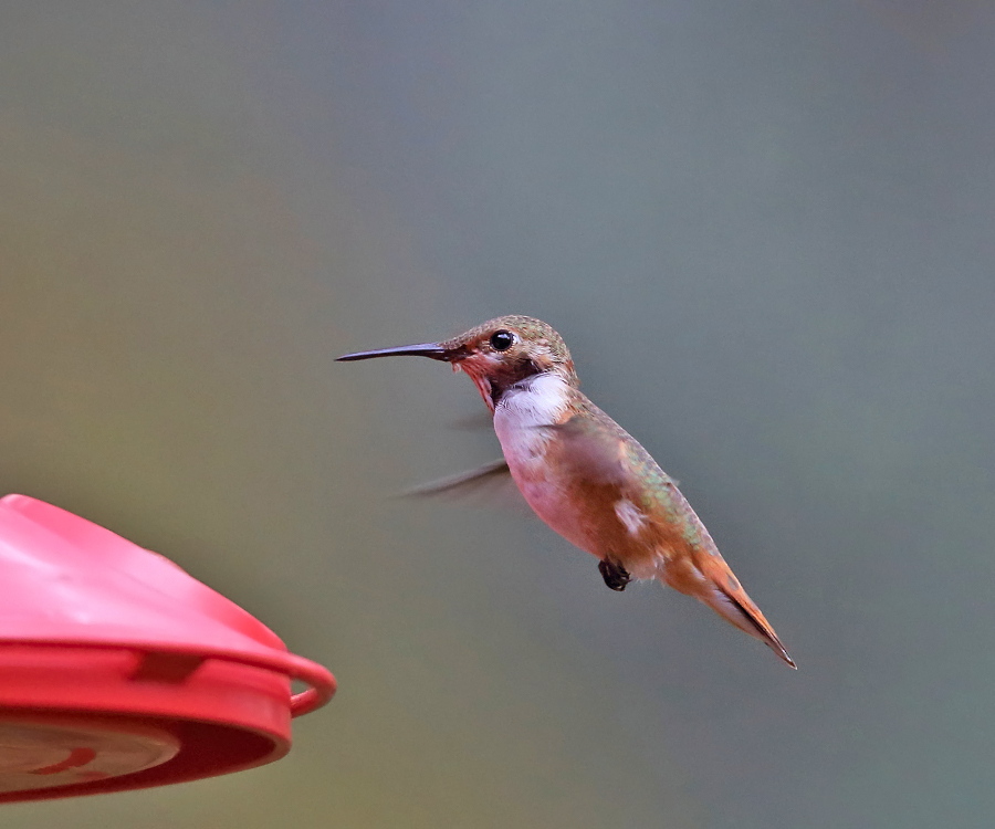 Rufos Hummingbird - Selasphorus rufus