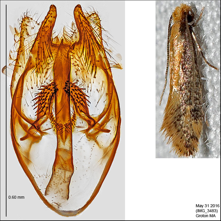 0400 - Tinea mandarinella