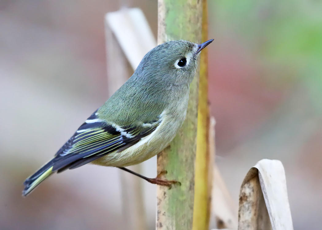 Ruby-crowned Kinglet - Regulus calendula