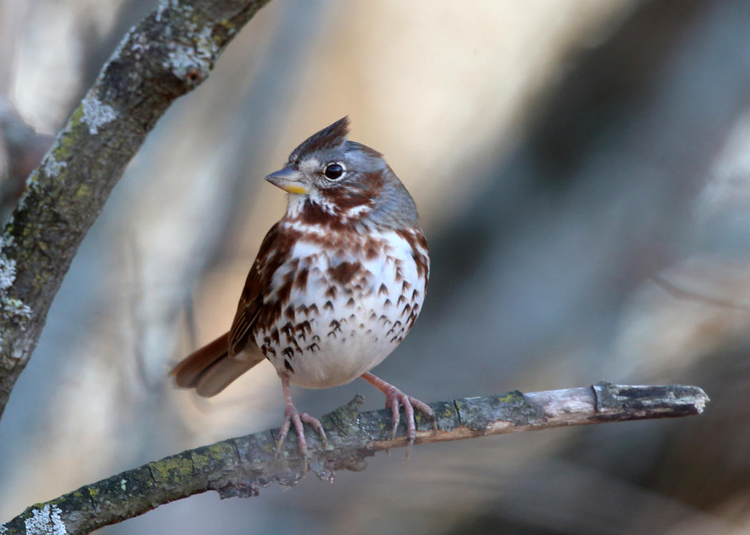 Fox Sparrow - Passerella iliaca