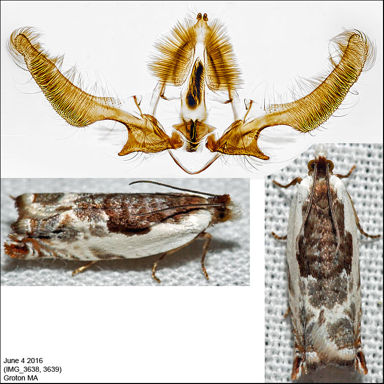 3354 - Little Cloud - Ancylis nubeculana