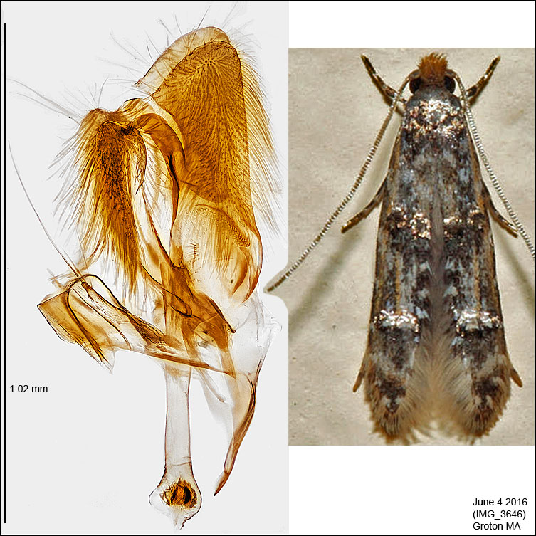 0291 - Homosetia fasciella IMG_3646.jpg