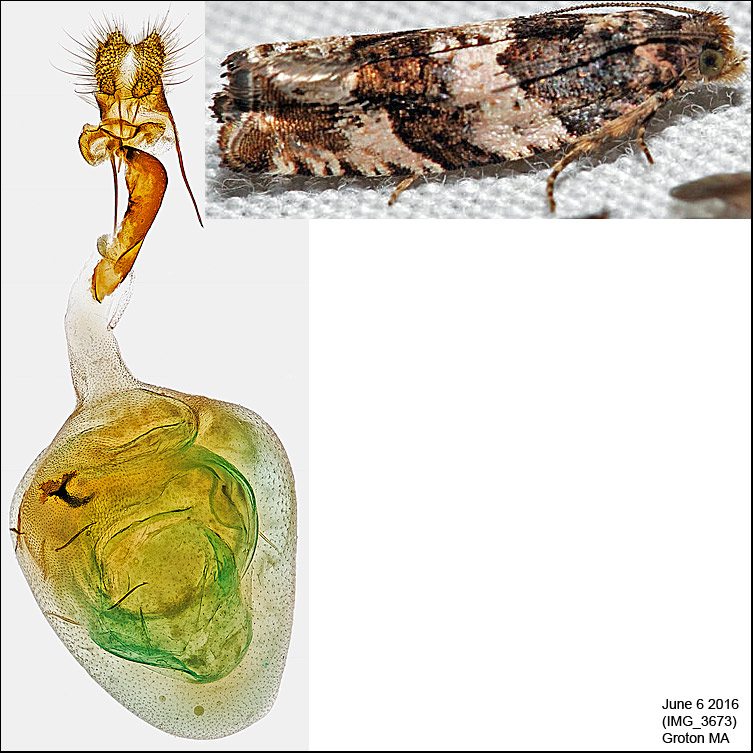 3223 - Gypsonoma fasciolana