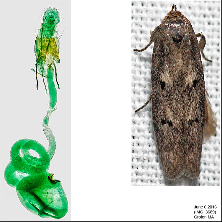 1175 - Holcocera chalcofrontella IMG_3689.jpg