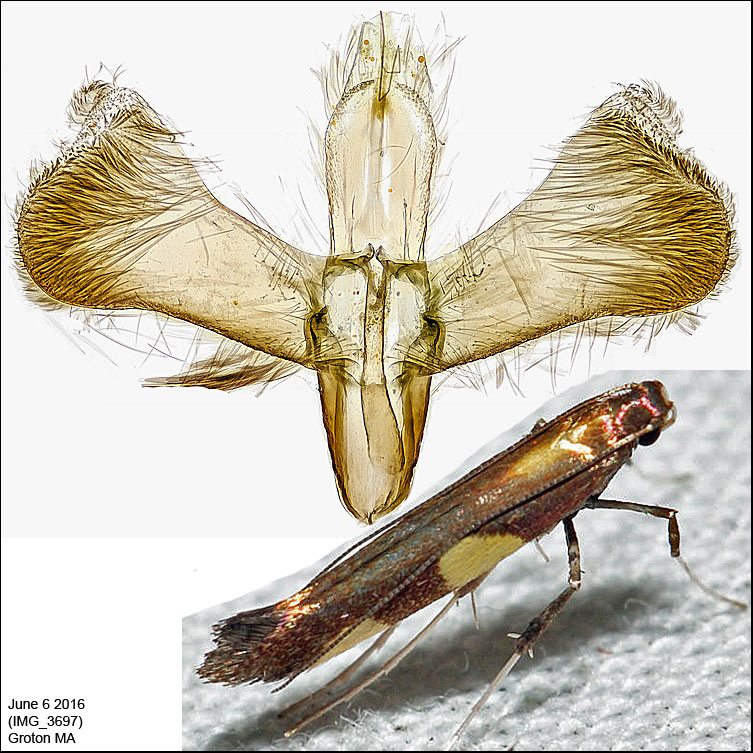 0643 - Caloptilia vacciniella *
