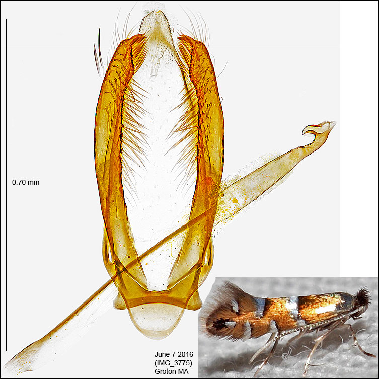 0750 - Phyllonorycter diversella