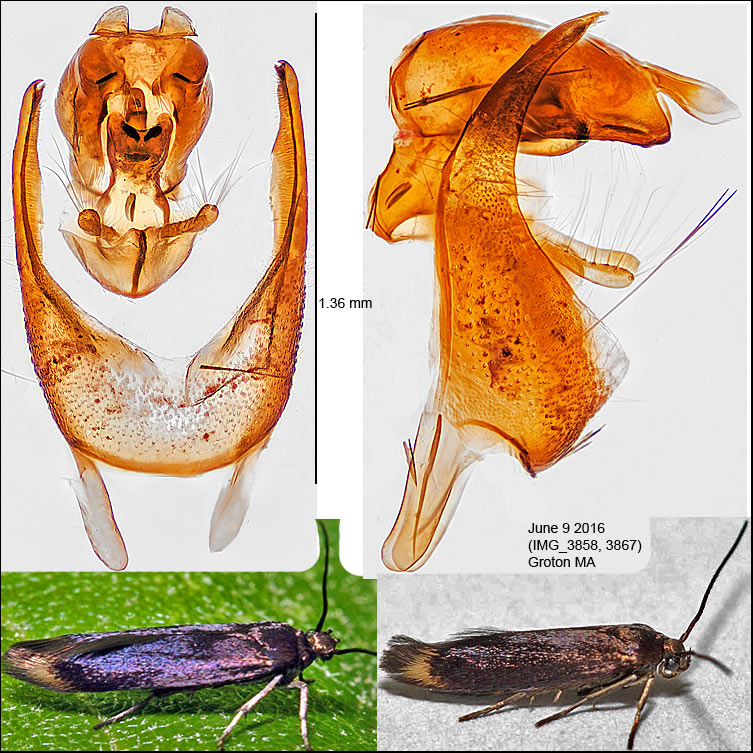 1652 - Scythris basilaris IMG_3858.jpg