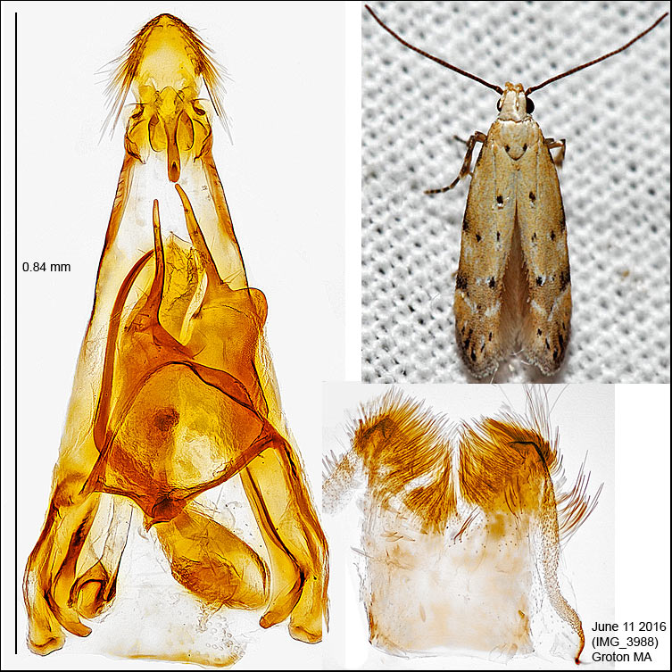 Coleotechnites/Recurvaria IMG_3988.jpg