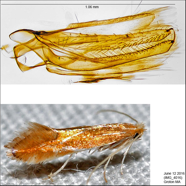 0738 - Phyllonorycter basistrigella IMG_4016.jpg