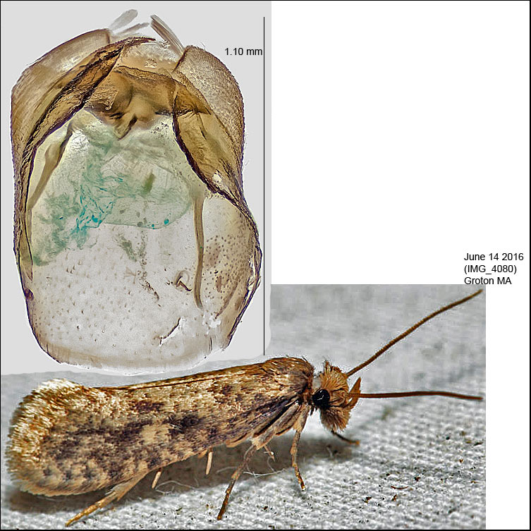  0334  Amydria effrentella