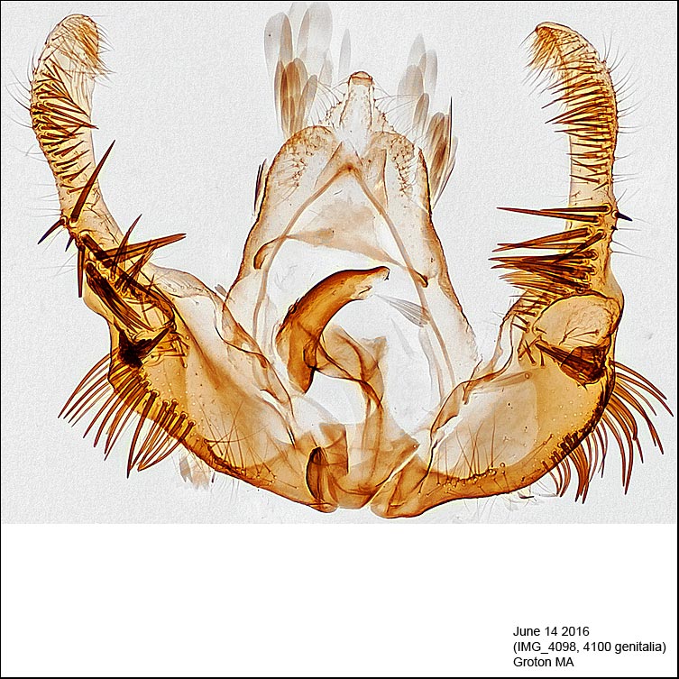 2859 - Celypha Moth - Celypha cespitana IMG_4098 genitalia.jpg