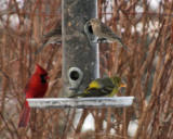 Western Tanager - Piranga ludoviciana