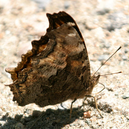 Compton Tortoiseshell - Nymphalis vaualbum, summertime