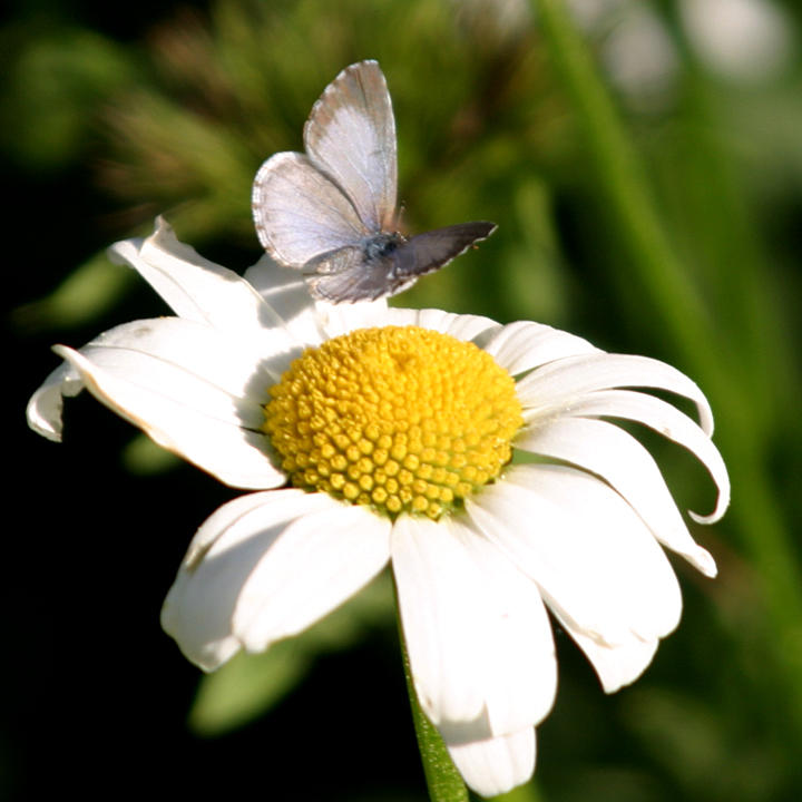 Cherry Gall Azure - Celastrina serotina